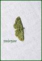 groene dwergspanner